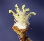  Pistil with 5 styles